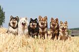 CHIEN FINNOIS DE LAPONIE 453